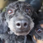 <b>번식</b>장에서 구조된 7마리 천사들에게 희망을 주세요...