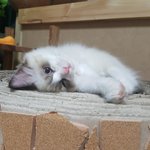 [고양이] 쉽다고 해서 시작한일이..