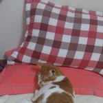 나의 동거남 <b>도칠</b>아 비켜라