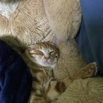 [고양이] <b>첫</b> <b>인사</b>드려용~