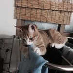 [고양이] 삼냥이들일상 2탄 - 막둥이 <b>보리</b>편