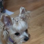 [토리네] 토리랑 <b>미미랑</b>