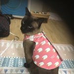 고양이 <b>봄옷</b>을 만들었어요~^^