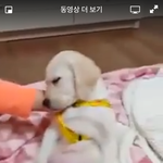 [댓글부탁해] <b>견종</b> 이름좀...