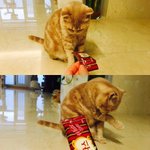 [뚜엘하몽] <b>미묘</b>고양이 하몽이와 뚜엘이!! 8