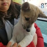 <b>추운</b> 날씨에도 버려지는 강아지들이 너무 많네요..ㅠㅠ