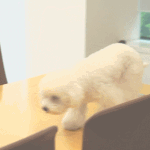 [드루와] 얘들아 너네 팬덤도 <b>떼</b><b>창</b> 레전드 있어?