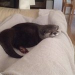 [EXO] 야이놈들아 ㄴㅏ <b>수달</b>키우고싶어