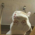 [댓글부탁해] 19)나 ㅈㄴ 이상한꿈꿈 ㅋㅋㅋㅋㅋ