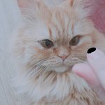 [댓글부탁해] 우리집 고<b>야이</b> 내하트 ㅈㄴ 이상하게쳐다봄