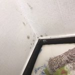 이<b>사온</b>집 이상해요.