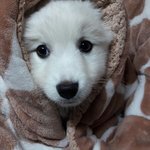 [강아지] 반려견때문에 고민이예요ㅠㅜ