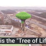 5억짜리 <b>평창</b>수호 나무 vs 에버랜드 수호나무
