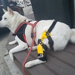 [강아지] (서명요청)반려견폭행, 가해자가 되려 무고죄로 고소하였습니다...