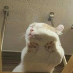 [댓글부탁해] 무쌍 로드샵 <b>뷰러</b> 추천좀!!!!!!