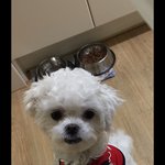 [댓글부탁해] 우리집 강아지 머리...