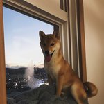 [강아지] 시월스키4탄!!!! ( <b>시바</b>이누 &amp; 시바견 일상 )