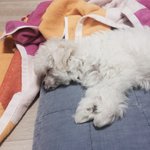 [드루와] 얘들아 이 강아지 무슨 종인지 알수있을까?ㅠㅠ