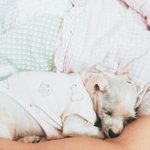 [졸<b>귀탱</b>뭉이] 우리집 강아지는 졸<b>귀탱</b>뭉이~