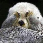 <b>수달</b>들 손 비밀