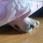 우리집 멍멍이야