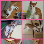 길에서 힘들다 살다가 구조된 냥이들이 있어요..