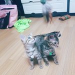 [고양이] 5개월 뱅갈 쪼다와하지