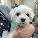 [강아지] 1년을 키우고 보<b>호소</b>로 보내진 말티즈