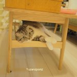 [유봉이네] 불편해 보이지만 사실은 편한 고양이자세