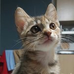 [드루와] 우리 집 냥이 보고가라