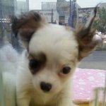 [강아지] 울똥강아지가 둘도없는가족이된 사연!?