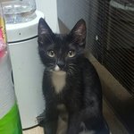 저희집 폭탄주를 소개합니당