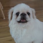 <b>밍키</b>/페키니즈/여아/3.5kg/4살   인형같은 밍키예요!