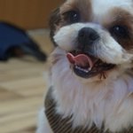 인형같이 생긴 <b>시츄</b> 빈이에게 가족이 되어주세요!