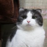 [꿀고양이] 사랑스런 꿀고양이 삼남매 유청이, 유비, 유자