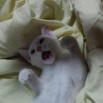 [드루와] 와씨 우리집고양이 <b>역변</b>한거 보소