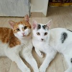 [고양이] 레스토랑 폐업으로 길위에 버려진 남매 고양이