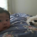 [강아지] <b>손녀</b>7개월과포메리인4세친구