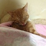 <b>울</b><b>집</b>고양이 혀 내밀고 잠 ...ㅋ