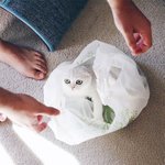보고 있노라면 빠져드는 마성 흰냥이