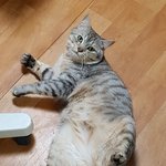 [후기]인천 <b>서구</b> 가좌동 고양이를 찾았습니다.^^