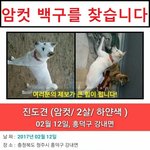 [강아지] <b>암컷</b> 백구를 찾습니다. 읽고 공유 부탁드려요.