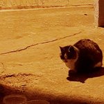 [EXO] 편의점 가다가 집 오는길에 길고양이 있어서