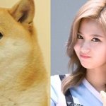 시바견 닮은 아이돌