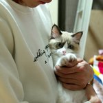 [고양이] 집사의 마음을 아는 고양이