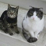 [댓글부탁해] ㅁㅊ 카멜뜻이 <b>낙타</b>였냐