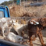 [구조소식] 식용견 도착장에서 6마리의 <b>천사</b>들이 구조되었습니다..