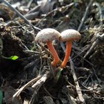 [댓글부탁해] 님들 이 <b>버섯</b> 발견하면 먹을꺼임?