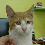 [고양이] 누군가를 찾듯 애타게 울던 고양이