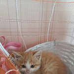 [고양이] 시골냥줍<b>에서</b> 식구가 되기까지~